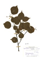 藏品(玉山莢蒾)的圖片